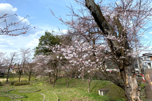 桜の画像