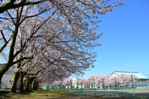 桜の画像