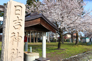 桜の画像