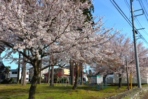 桜の画像