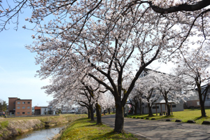 桜の画像