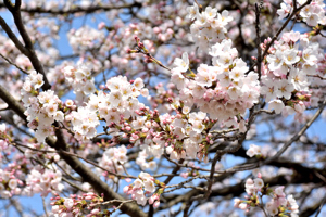 桜の画像