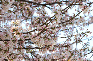 桜の画像