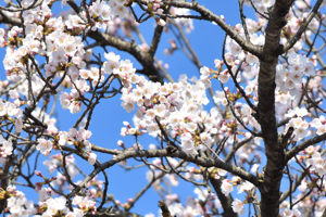 桜の画像