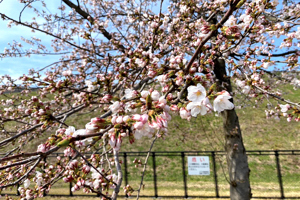 桜の画像