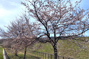 桜の画像