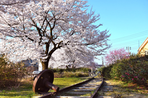 桜の画像