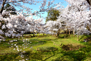 桜の画像