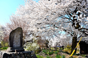 桜の画像