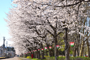 桜の画像