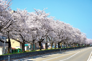 桜の画像