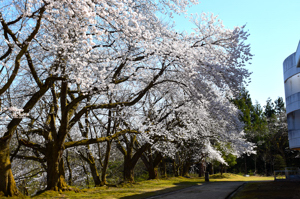 桜の画像