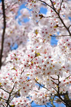 桜の画像