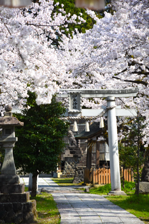 桜の画像