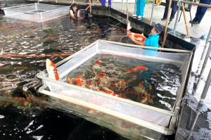 館内の鑑賞池から錦鯉を引き上げている画像