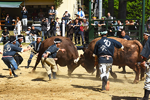 勢子長の合図で闘う牛を引き離す勢子たちの画像