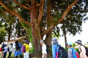 澤山神社の大杉を見る参加者の画像