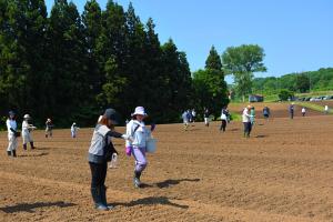 花畑にひまわりの種をまいている職員や市民の画像