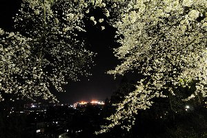 ライトアップされた船岡公園の桜の画像2