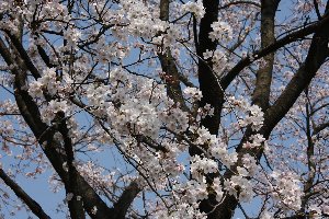 千谷工業団地の桜の画像4