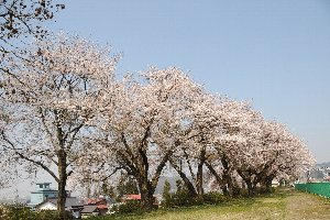 山本山貯水池の桜の画像1