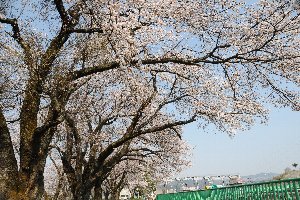 山本山貯水池の桜の画像2