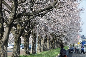 千谷工業団地の桜の画像2