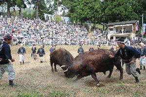 迫力ある牛の角突きの画像