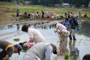 たくさんの参加者が田植えをしている画像