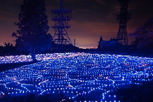 山本山山頂のオヂヤホタルの画像