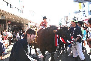 闘牛の背中に乗る子どもの画像