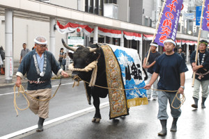 会場をパレードする闘牛の画像