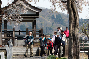 桜を眺めながら歩く参加者の画像