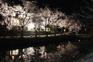 船岡公園の桜のライトアップの画像1