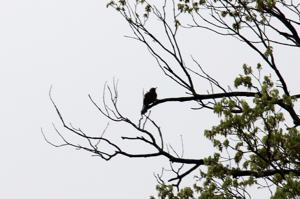 木にとまる野鳥の画像