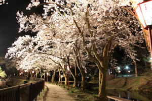 夜の船岡公園の画像2