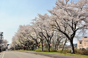 千谷工業団地内の桜2