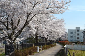 日吉ヒューマンロードの桜2