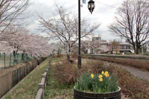 ぽっぽの里の桜1