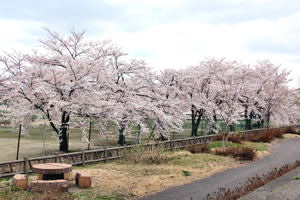 ぽっぽの里の桜2