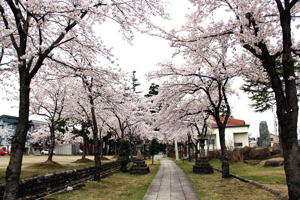 伊米神社（桜町）の桜