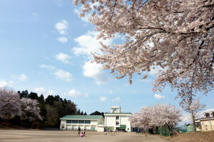 片貝小学校の桜1