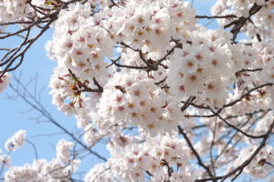 片貝小学校の桜2