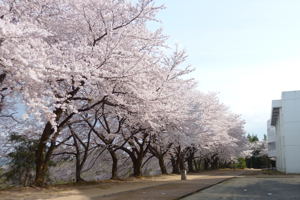 片貝中学校の桜