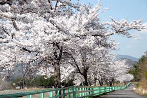 山本山調整池周辺の桜の画像