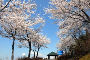 山本山中道ポケットパークの桜の画像