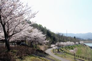 山本山調整池周辺の桜の画像