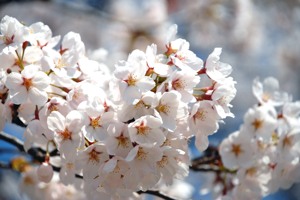 時水の桜の画像