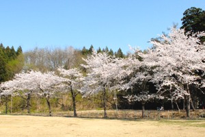 楽集館の桜の画像1