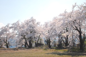 楽集館の桜の画像2